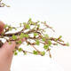 Vonkajší bonsai -Larix decidua - Smrekovec opadavý - 5/5