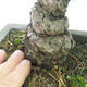 Vonkajšie bonsai - Pinus parviflora - Borovica drobnokvetá - 5/5