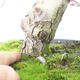 Vonkajšie bonsai - Hloh biele kvety - Crataegus laevigata - 5/6
