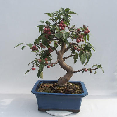 Vonkajšie bonsai - Malus halliana - Maloplodé jabloň - 5