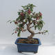 Vonkajšie bonsai - Malus halliana - Maloplodé jabloň - 5/6