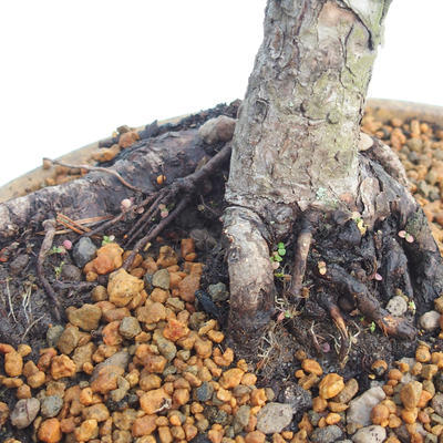 Vonkajšie bonsai - Pinus sylvestris - Borovica lesná - 5