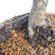 Vonkajšie bonsai - Pinus sylvestris - Borovica lesná - 5/5
