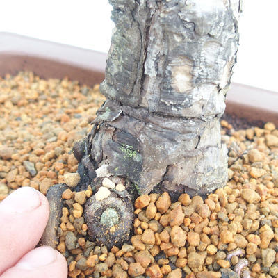 Vonkajšie bonsai - Pinus Nigra - Borovica čierna - 5