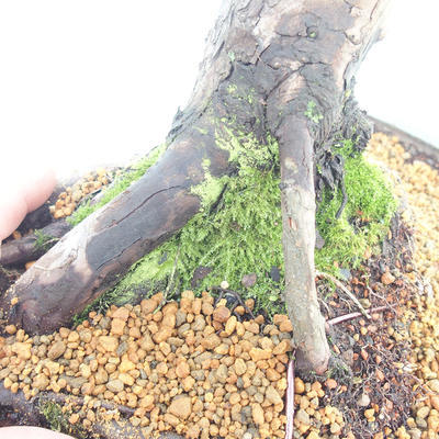 Vonkajšie bonsai - Juniperus chinensis -Jalovec čínsky - 5