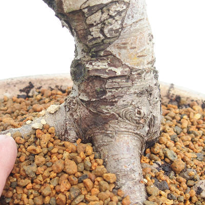 Vonkajšie bonsai - Hloh jednosemený - 5