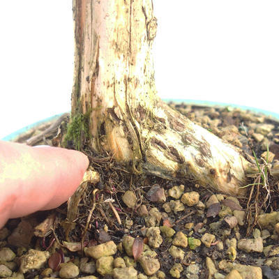 Vonkajšia bonsai-Lonicera nitida -Zimolez - 5