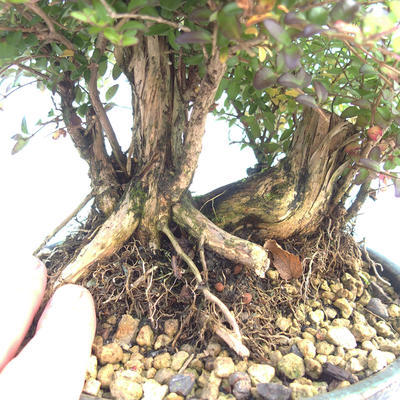 Vonkajšia bonsai-Lonicera nitida -Zimolez - 5