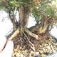 Vonkajšia bonsai-Lonicera nitida -Zimolez - 5/5