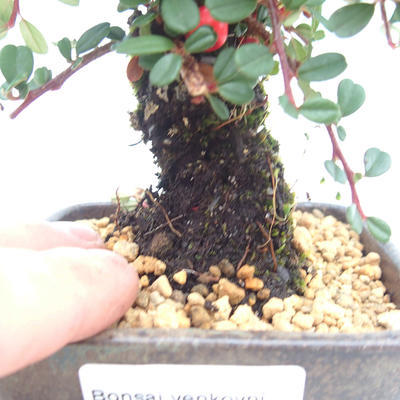 Vonkajšia bonsai-Cotoneaster - Skalník - 5