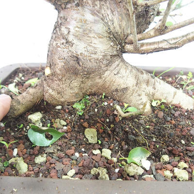 Vonkajšie bonsai -Mahalebka - Prunus mahaleb - 5