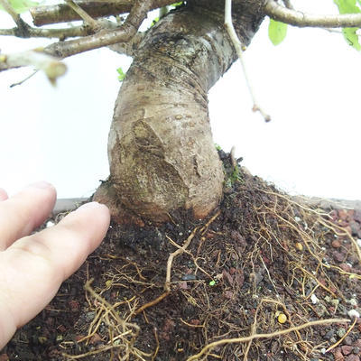 Vonkajšie bonsai -Mahalebka - Prunus mahaleb - 5
