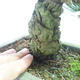 Vonkajšie bonsai - Pinus parviflora - Borovica drobnokvetá - 5/5
