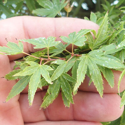 Acer palmatum KIOHIME - Javor dlaňolistý - 5