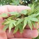 Acer palmatum KIOHIME - Javor dlaňolistý - 5/5