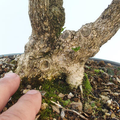 Vonkajšie bonsai - Buxus microphylla - krušpán - 5