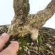 Vonkajšie bonsai - Buxus microphylla - krušpán - 5/5