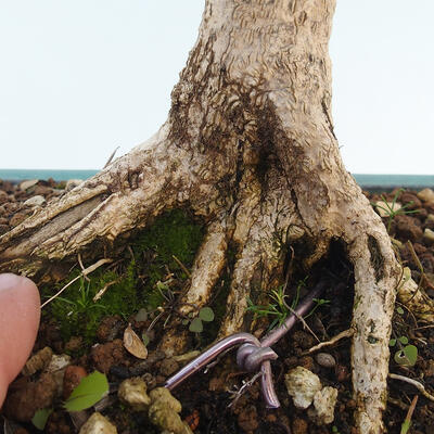 Vonkajšie bonsai - Buxus microphylla - krušpán - 5