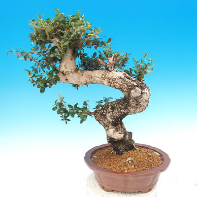 Izbová bonsai - Olea europaea sylvestris -Oliva európska drobnolistá - 5