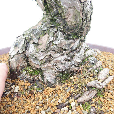 Vonkajšie bonsai - Pinus parviflora - Borovica drobnokvetá - 5