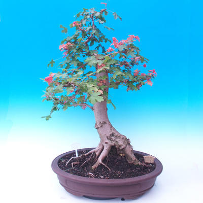 Vonkajší bonsai -Javor poľný - Acer campestre - 5