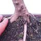 Vonkajší bonsai -Javor poľný - Acer campestre - 5/6