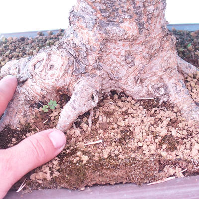 Vonkajší bonsai -Javor poľný - Acer campestre - 5