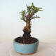 Vonkajšie bonsai - Ulmus parvifolia SAIGEN - malolistá brest - 5/5