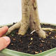 Izbová bonsai -Ligustrum Aurea - Vtáčí zob - 5/6