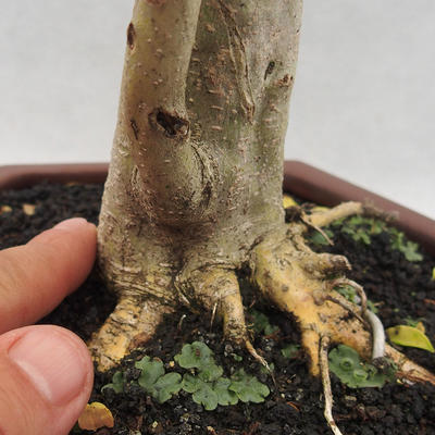Izbová bonsai -Ligustrum Aurea - Vtáčí zob - 5
