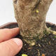Izbová bonsai -Ligustrum Aurea - Vtáčí zob - 5/6