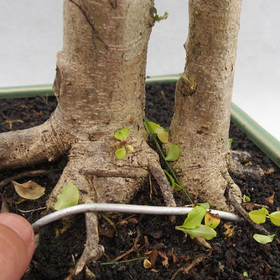 Izbová bonsai -Ligustrum Aurea - Vtáčí zob - 5