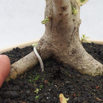 Izbová bonsai -Ligustrum Variegata - Vtáčí zob - 5