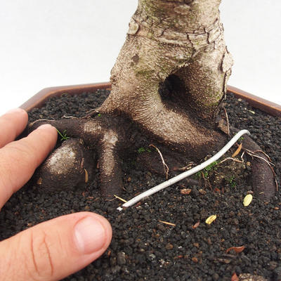 Izbová bonsai -Phyllanthus Niruri- fylant - 5