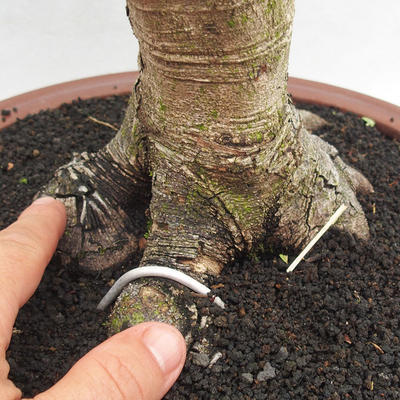Izbová bonsai -Phyllanthus Niruri- fylant - 5