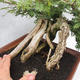 Izbová bonsai -Phyllanthus Niruri- fylant - 5/6