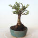 Vonkajšie bonsai - Ulmus parvifolia SAIGEN - malolistá brest - 5/5