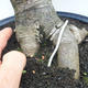 Izbová bonsai -Phyllanthus Niruri- fylant - 5/6