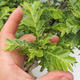 Izbová bonsai -Phyllanthus Niruri- fylant - 5/5