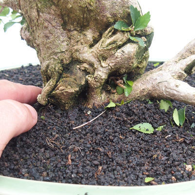Izbová bonsai - Cudrania equisetifolia - 5