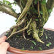 Izbová bonsai - Cudrania equisetifolia - 5/5