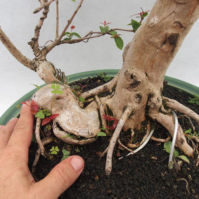 Izbová bonsai - Austrálska čerešňa - Eugenia uniflora - 5