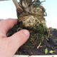 Izbová bonsai - Olea europaea sylvestris -Oliva európska drobnolistá - 5/6