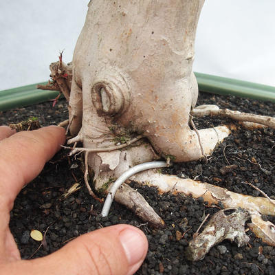 Izbová bonsai - Austrálska čerešňa - Eugenia uniflora - 5