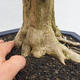 Izbová bonsai - Durant erecta Variegata - 5/6