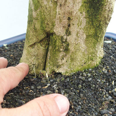 Izbová bonsai - Durant erecta Variegata - 5