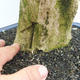 Izbová bonsai - Durant erecta Variegata - 5/6