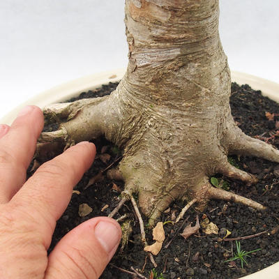 Izbová bonsai - Fraxinus uhdeii - izbový Jaseň - 5