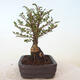Vonkajšie bonsai - Ulmus parvifolia SAIGEN - malolistá brest - 5/7