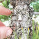 Vonkajšie bonsai - Pinus thunbergii - Borovica thunbergova - 5/5